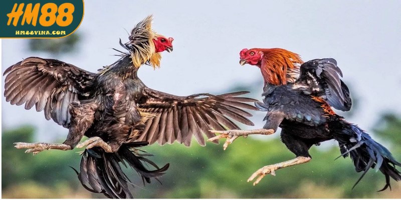 Đá gà Thomo là một nét đặc sắc không thể thiếu trong sảnh chọi kê